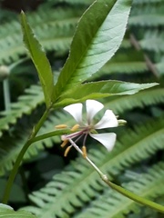 Cleome serrata