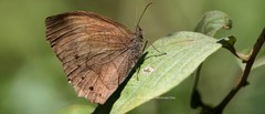 Pindis squamistriga
