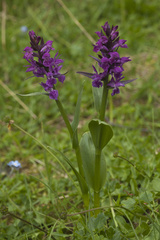 Dactylorhiza euxina