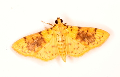 Conogethes semifascialis