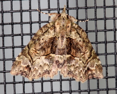 Tamba conscripta