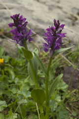 Dactylorhiza euxina