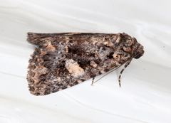 Condica macrosema