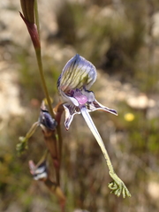 Disa multifida