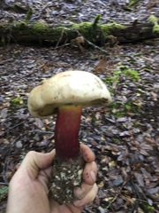 Caloboletus rubripes