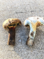 Caloboletus rubripes