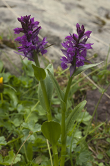 Dactylorhiza euxina