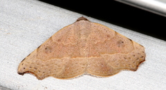 Laspeyria concavata