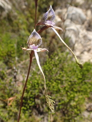 Disa multifida