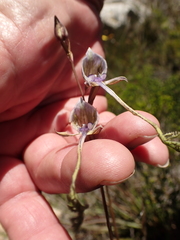 Disa multifida