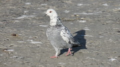 Columba livia domestica