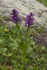 Dactylorhiza euxina