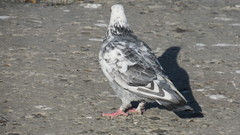 Columba livia domestica