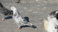 Columba livia domestica