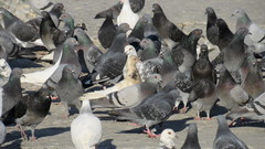 Columba livia domestica