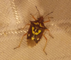 Oebalus poecilus