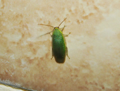 Panchlora thalassina