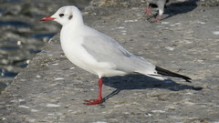 Chroicocephalus ridibundus