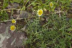 Tripleurospermum caucasicum