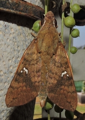 Nephele subvaria