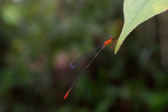 Teinobasis rufithorax