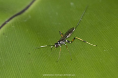 Poemeniinae