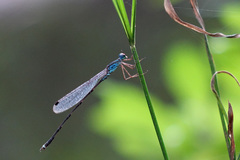 Indolestes tenuissimus