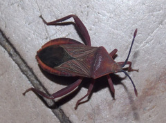 Athaumastus haematicus