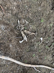 Lycalopex sechurae
