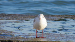 Chroicocephalus ridibundus