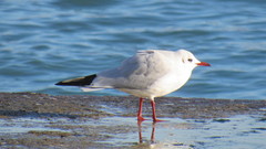 Chroicocephalus ridibundus