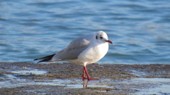 Chroicocephalus ridibundus