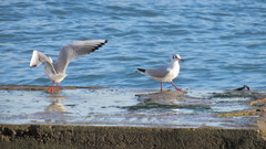 Chroicocephalus ridibundus