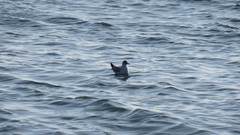 Chroicocephalus ridibundus