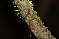Chorismagrion risi