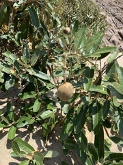 Colicodendron scabridum