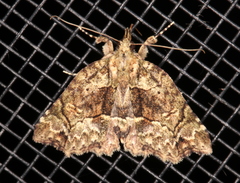 Tamba conscripta