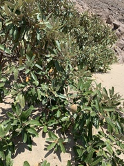 Colicodendron scabridum