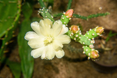 Opuntia salmiana