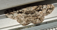 Hypomecis externaria