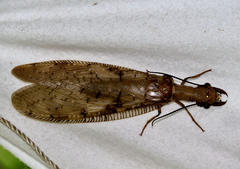 Corydalus flavicornis