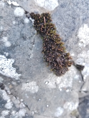 Schistidium rivulare