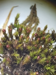 Schistidium rivulare