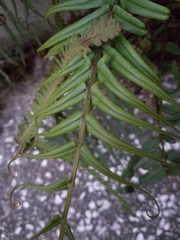 Pteris vittata
