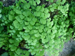 Adiantum raddianum