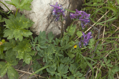 Corydalis conorhiza