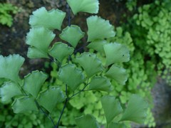 Adiantum raddianum