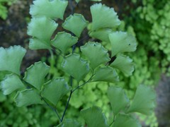 Adiantum raddianum