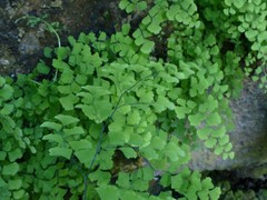 Adiantum raddianum