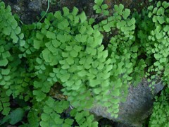 Adiantum raddianum